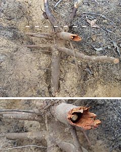 Temognatha mitchellii, PL4696x, pupa, in Allocasuarina muelleriana ssp. muelleriana horizontal root, ground level dashed, SE, photo by A.M.P. Stolarski, 29.5 × 10.8 mm